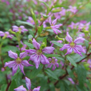 赤みを帯びた枝と光沢のある細い葉の間に紫の花が咲くクフェア