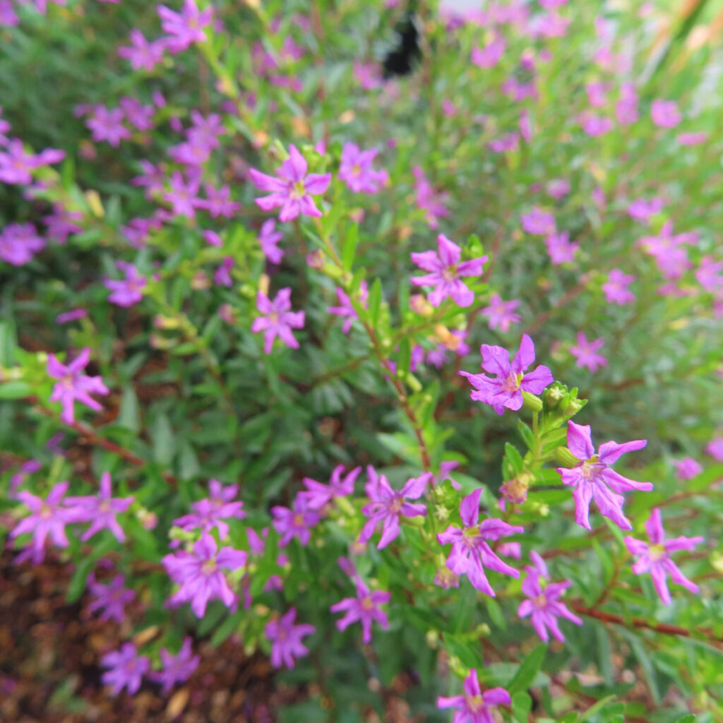 緑の枝葉に多数の紫の小花が広がるクフェアを中距離から写した写真