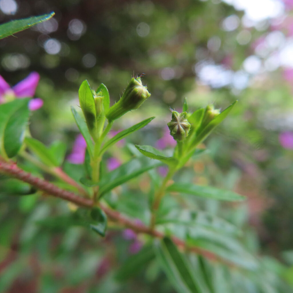 先端が暗く見える緑の筒状部が枝先に複数並ぶクフェアの接写