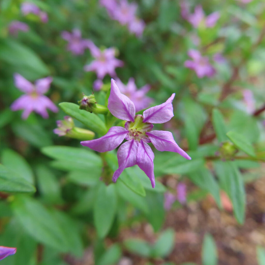 紫の六弁花と二つの緑の筒状部を細い葉の間で写したクフェア