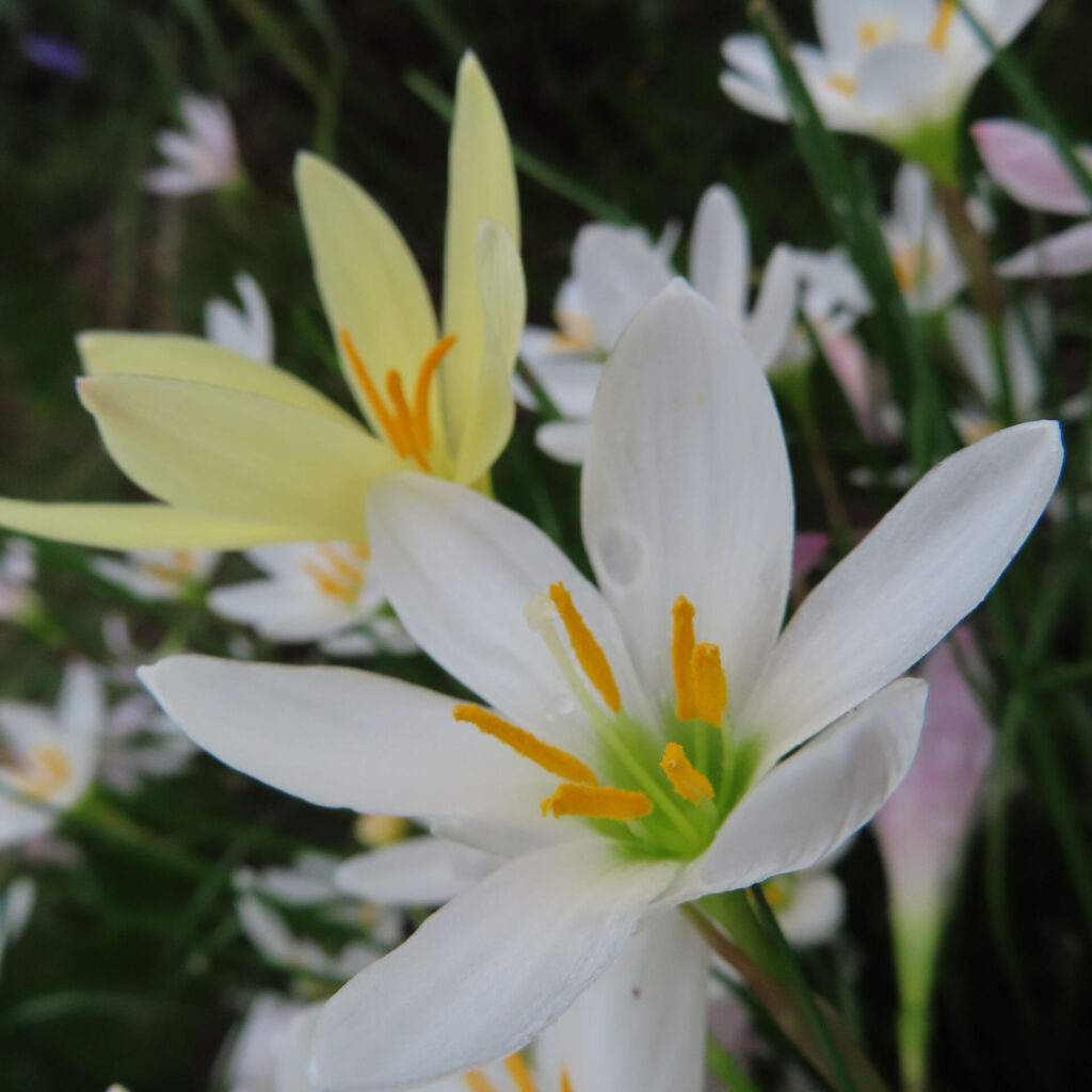 白い花の奥に淡いクリーム色の花が見えるタマスダレ