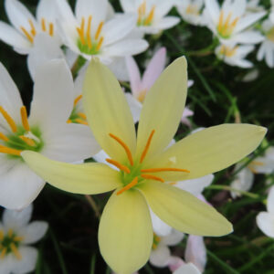 ゼフィランサスの仲間：白い花の手前で開く、淡いクリーム色の花