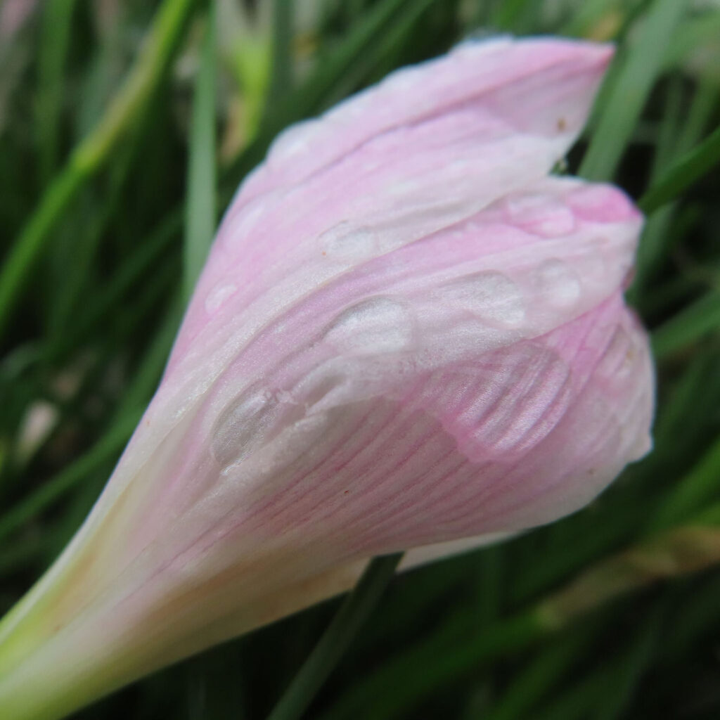 ゼフィランサスの仲間：水滴をまとい、淡桃色の花被片が寄り合った閉じた花