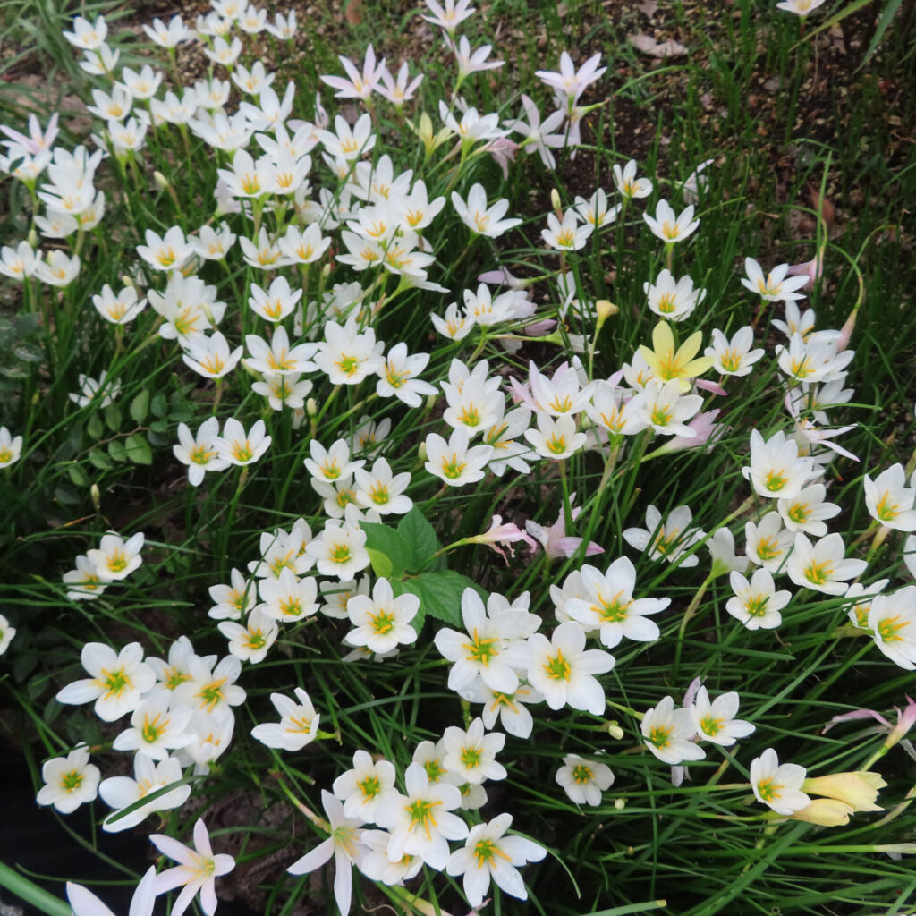 細い葉の間に白い花が広がるタマスダレの株