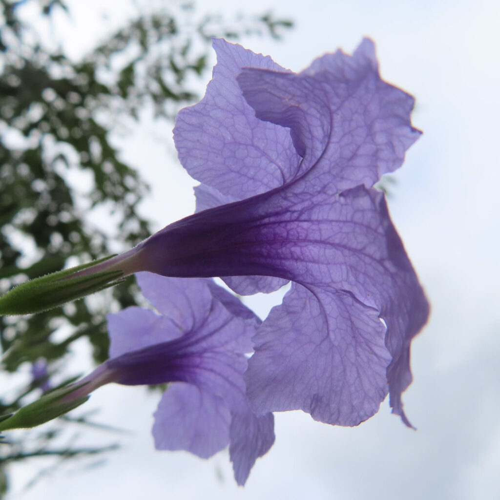 光に透けるヤナギバルイラソウの紫花二輪の横顔