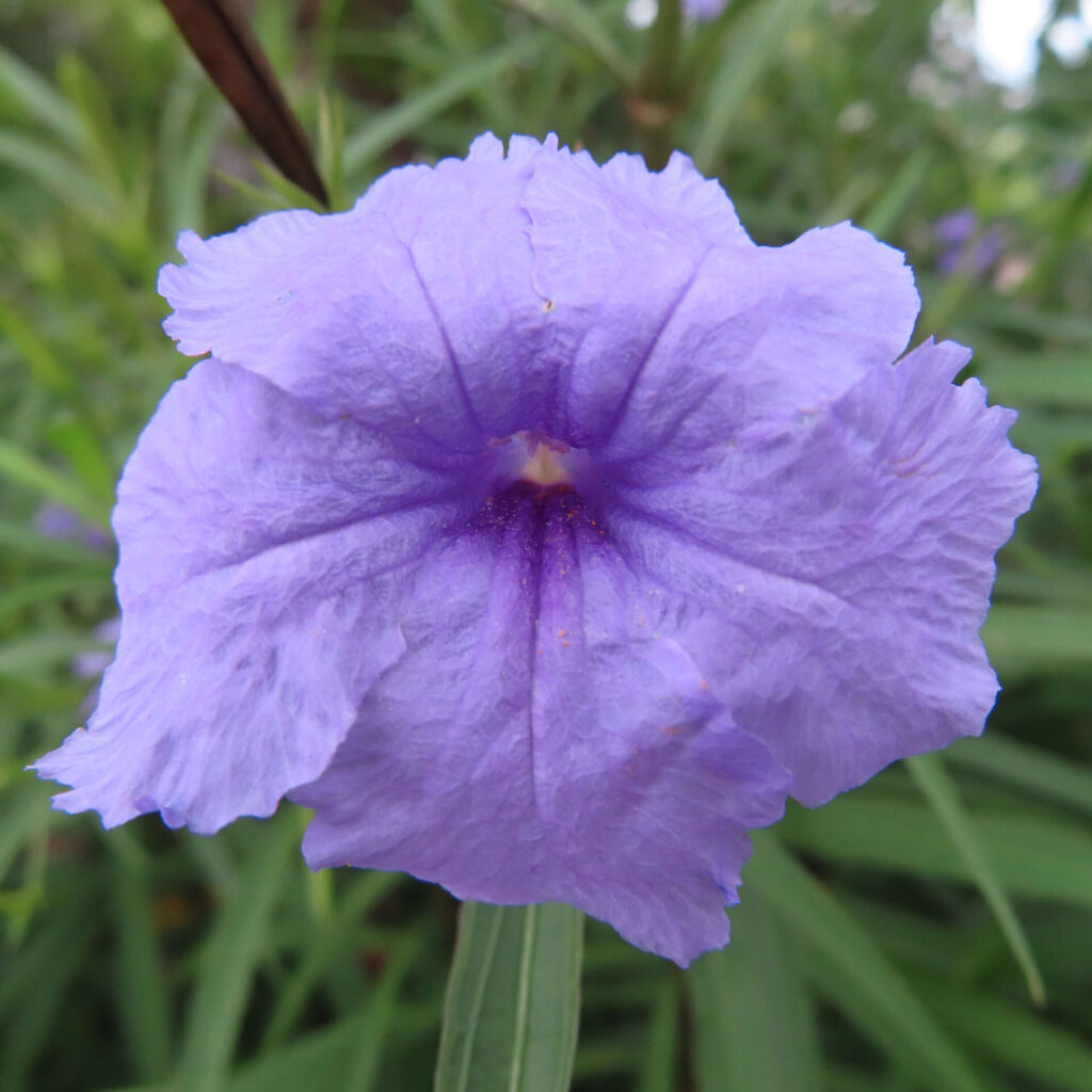 濃い紫の筋が中心から伸びるヤナギバルイラソウの花