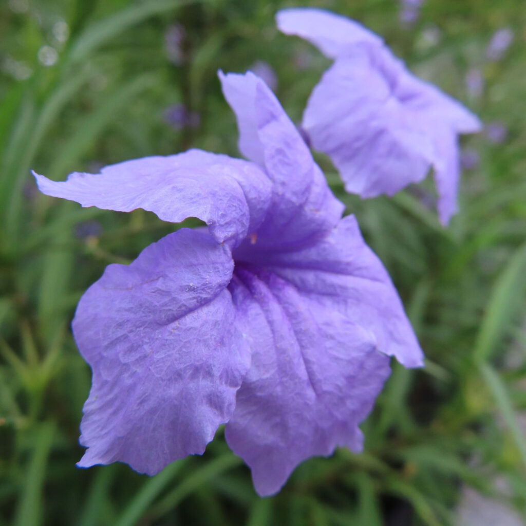 斜めから見たヤナギバルイラソウの淡紫色の花