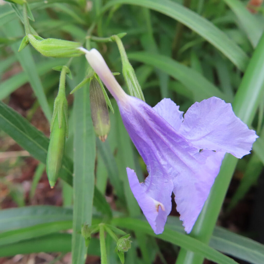 細い筒状部と緑のつぼみが見えるヤナギバルイラソウの花