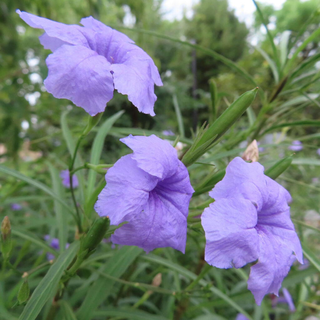 細い葉の間で咲くヤナギバルイラソウの紫花三輪