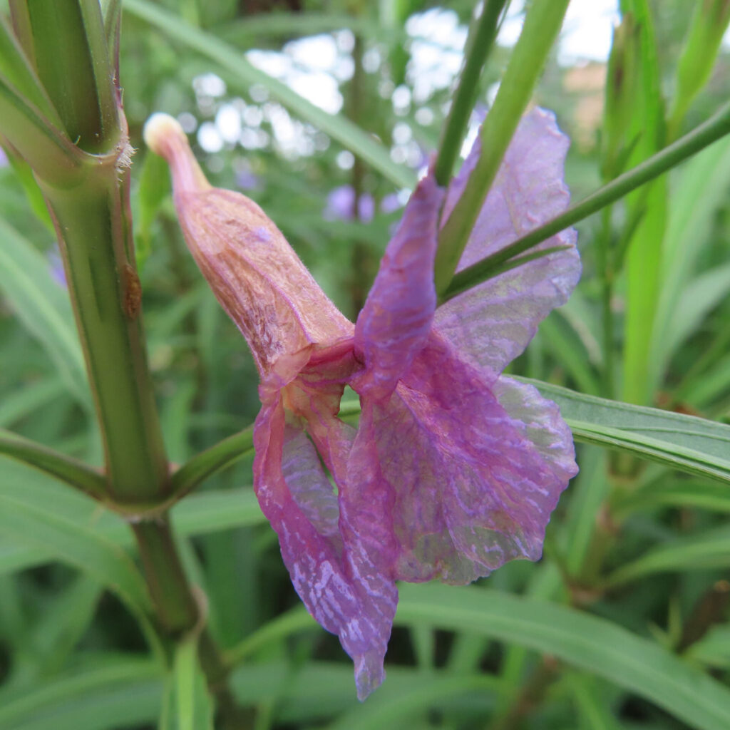 花弁がしぼんで垂れ下がるヤナギバルイラソウの花
