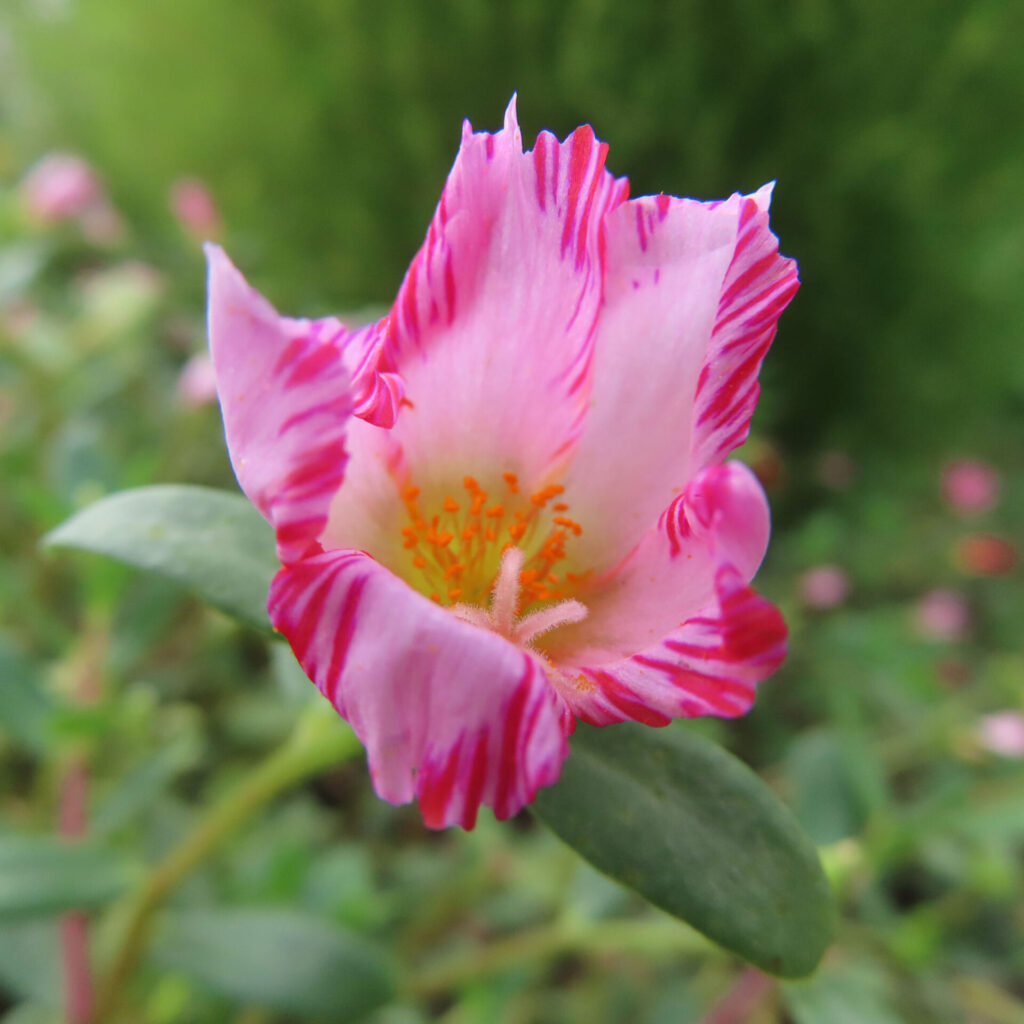 淡い桃色の花弁に濃い紅色の筋が入るマツバボタン
