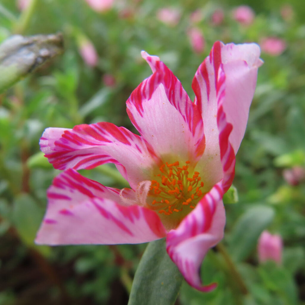 紅色の筋が広がる淡い桃色のマツバボタンの花