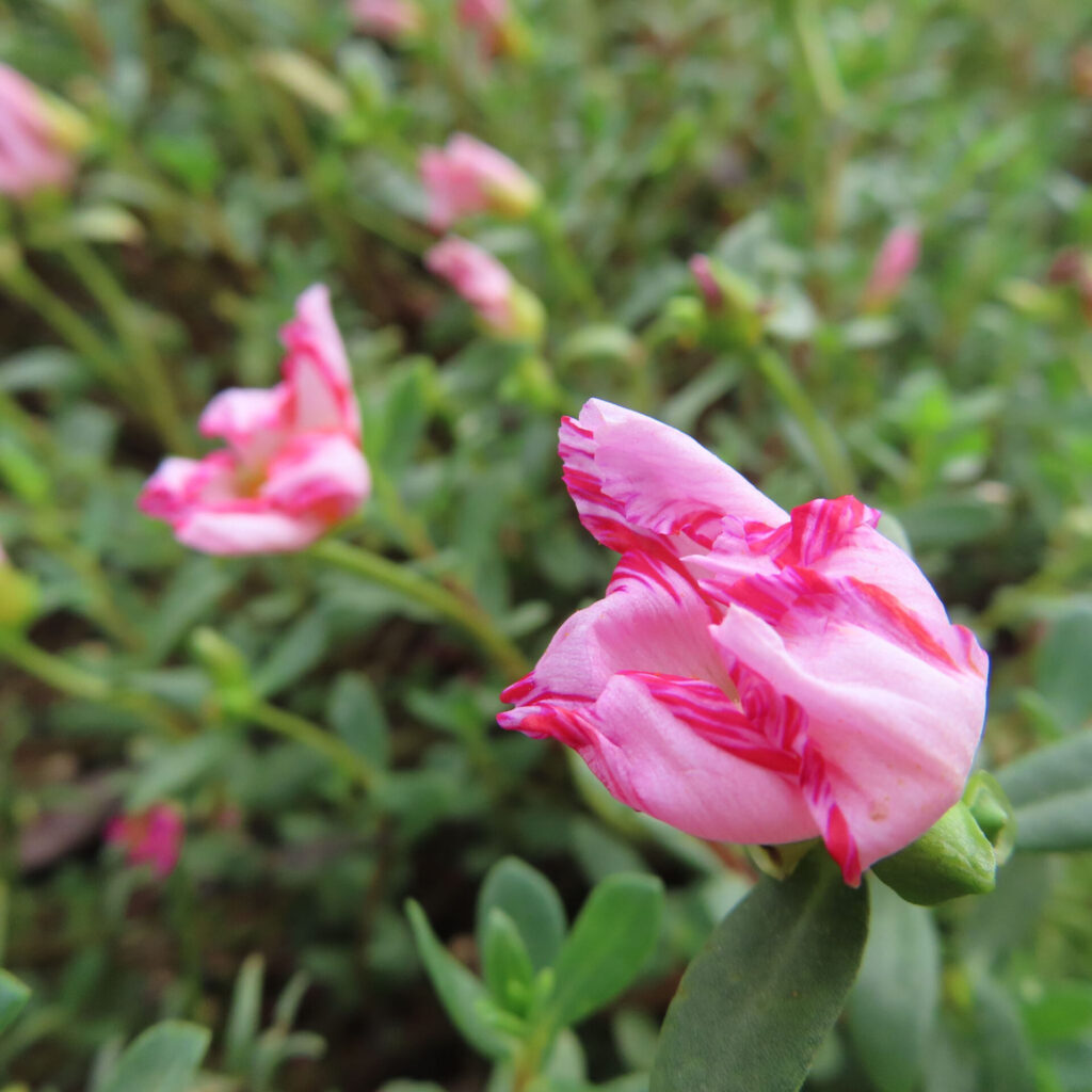 横から見た筋入りのマツバボタンの花とつぼみ