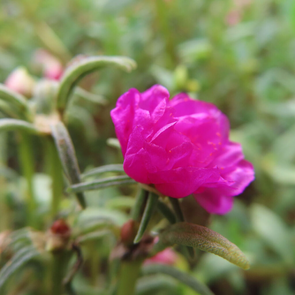 濃い桃色の花弁が重なるマツバボタンの横顔