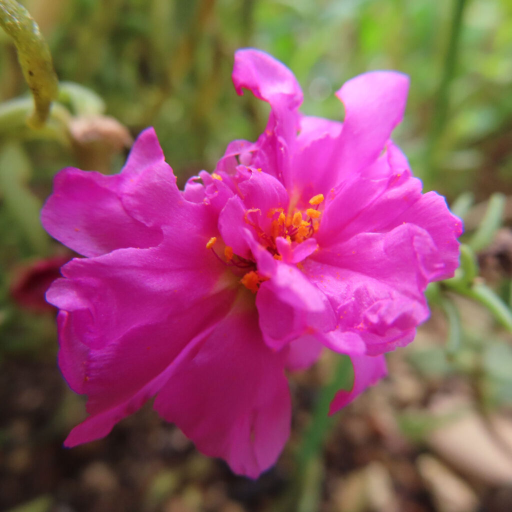 橙色の葯を囲む濃い桃色のマツバボタンの花