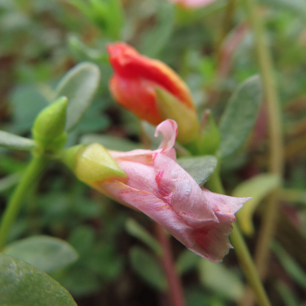 しぼんだ淡い桃色の花弁が残るマツバボタン