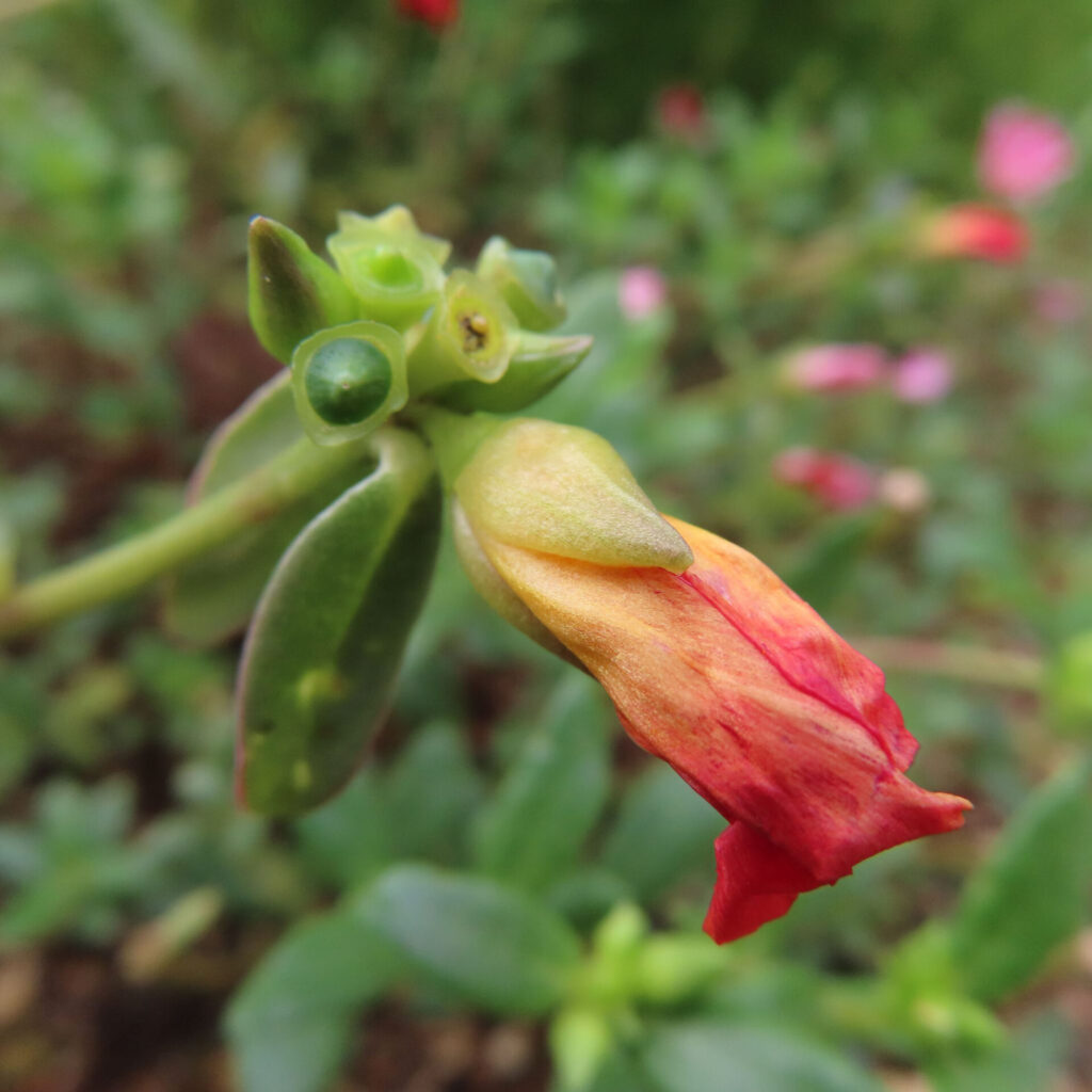 花後に残る丸い緑の部分と細い葉が見えるマツバボタン
