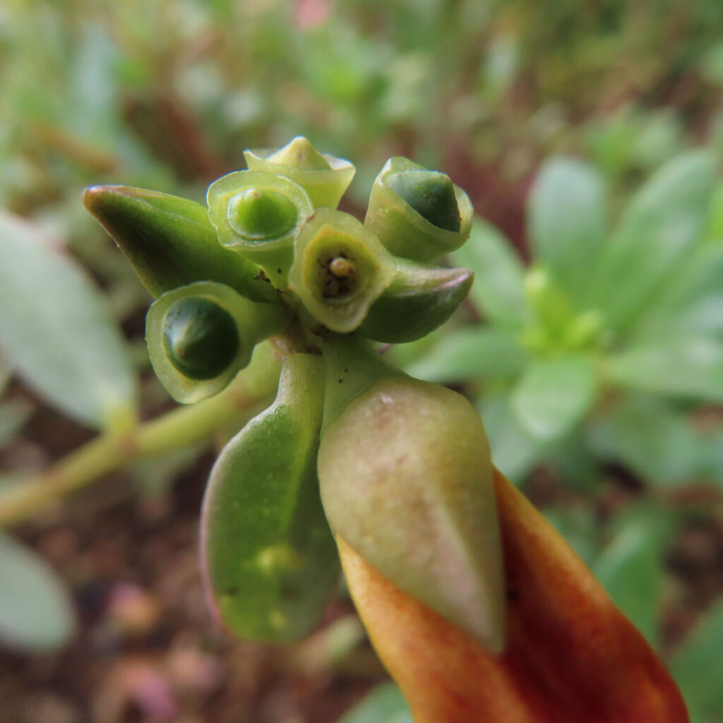 丸い緑の部分を近くから見たマツバボタンの花後