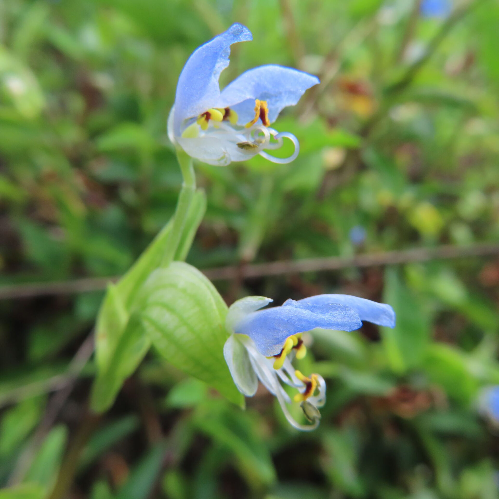 緑の苞の上で上下に並ぶツユクサの花。淡い青の花びらと黄色い部分、曲がったしべが見える