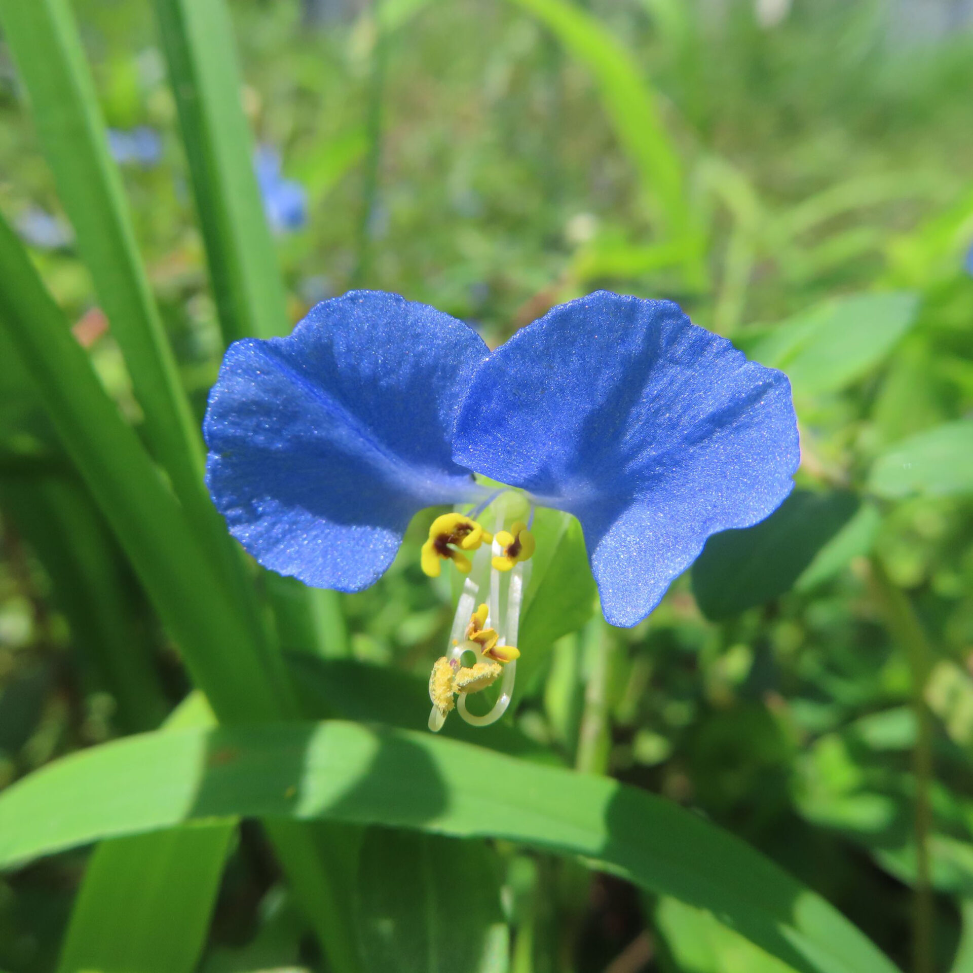 二枚の青い花びらと黄色い中心を正面から写したツユクサ