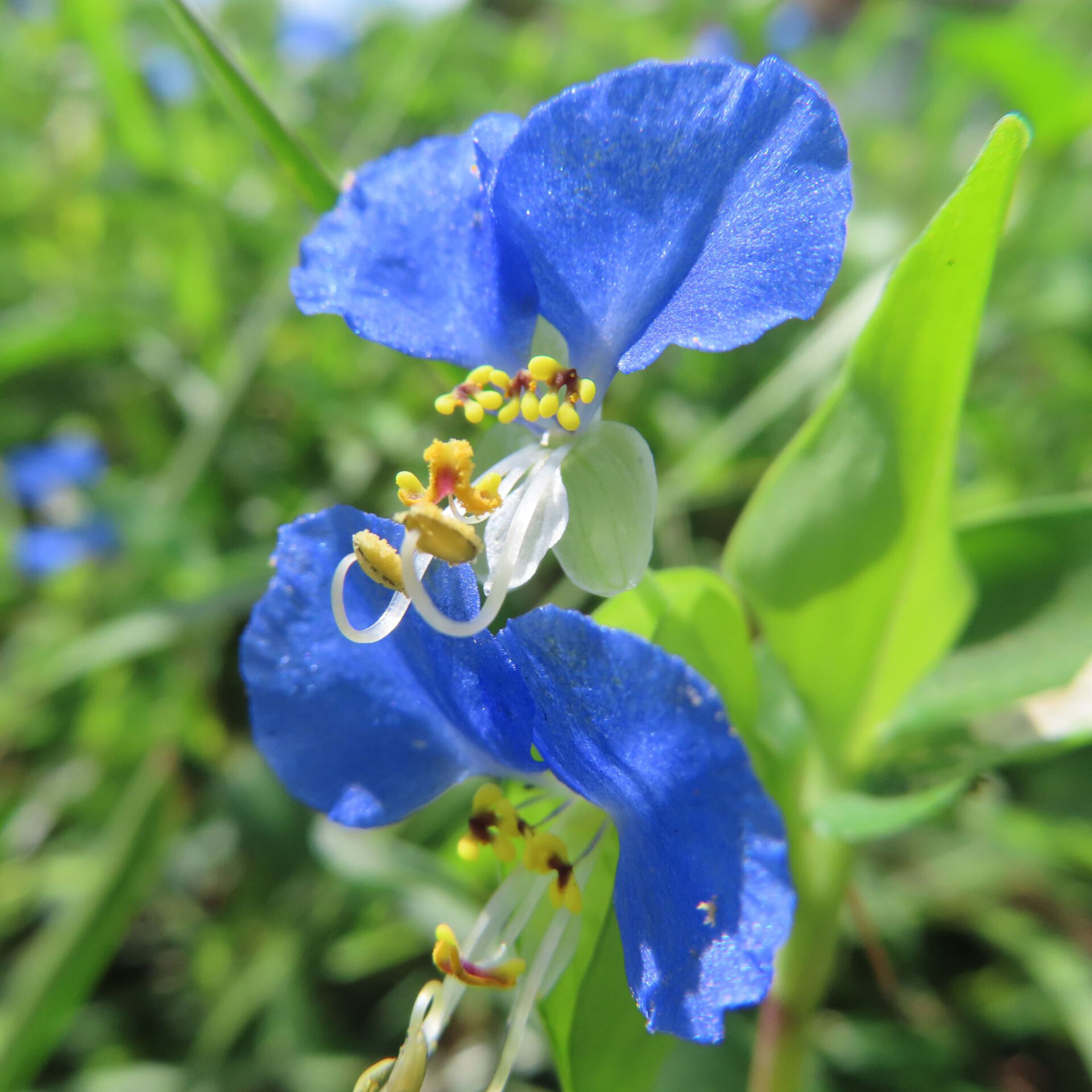 斜めに並ぶ二輪のツユクサと上の花から伸びる白いしべ