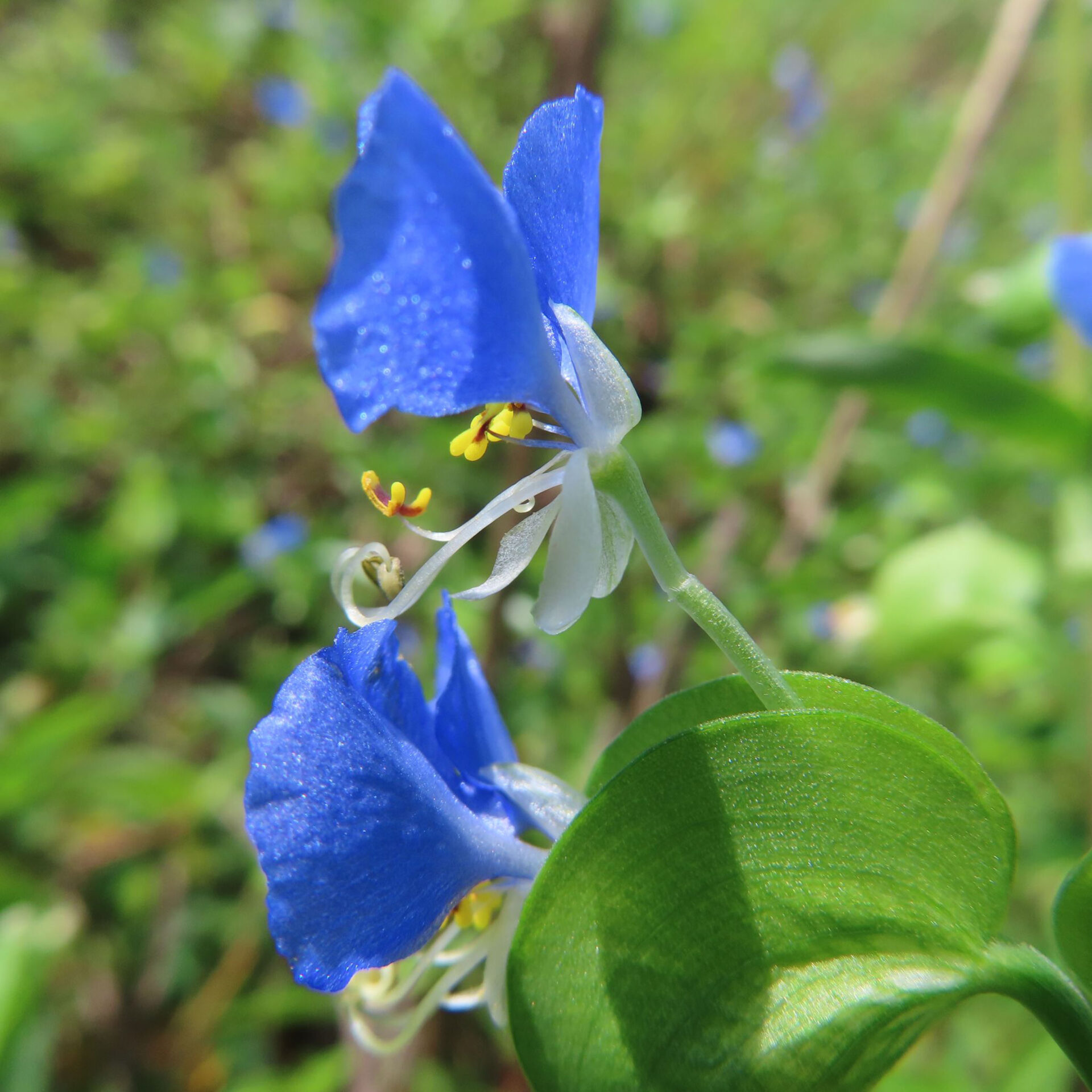 白い下側の花びらと長いしべが見えるツユクサの横顔