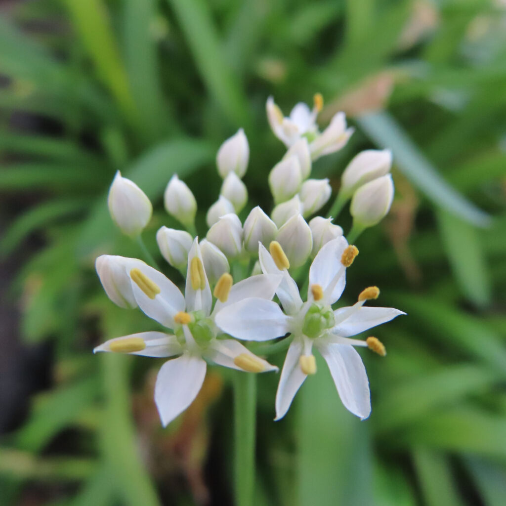 とがったつぼみの手前で開く二輪の白いニラの花