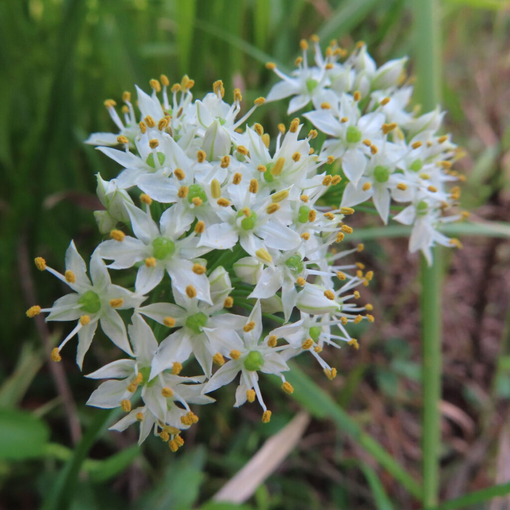 白い星形の小花がこんもり集まって咲くニラ