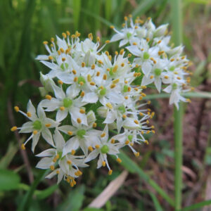 白い星形の小花がこんもり集まって咲くニラ