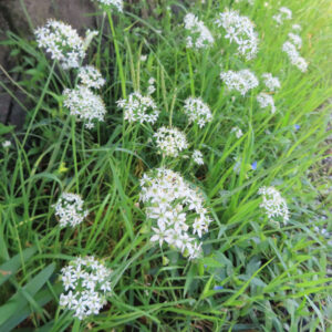 草の間に点々と並ぶ複数のニラの白い花序