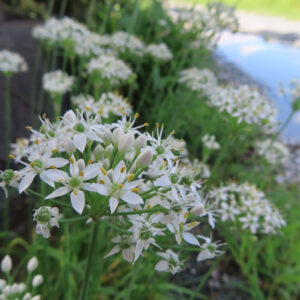 花とつぼみが混じる手前のニラの花序と奥に続く白い花