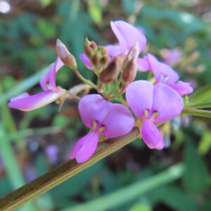 細い毛のある茎に並ぶアレチヌスビトハギの赤紫の花とつぼみ