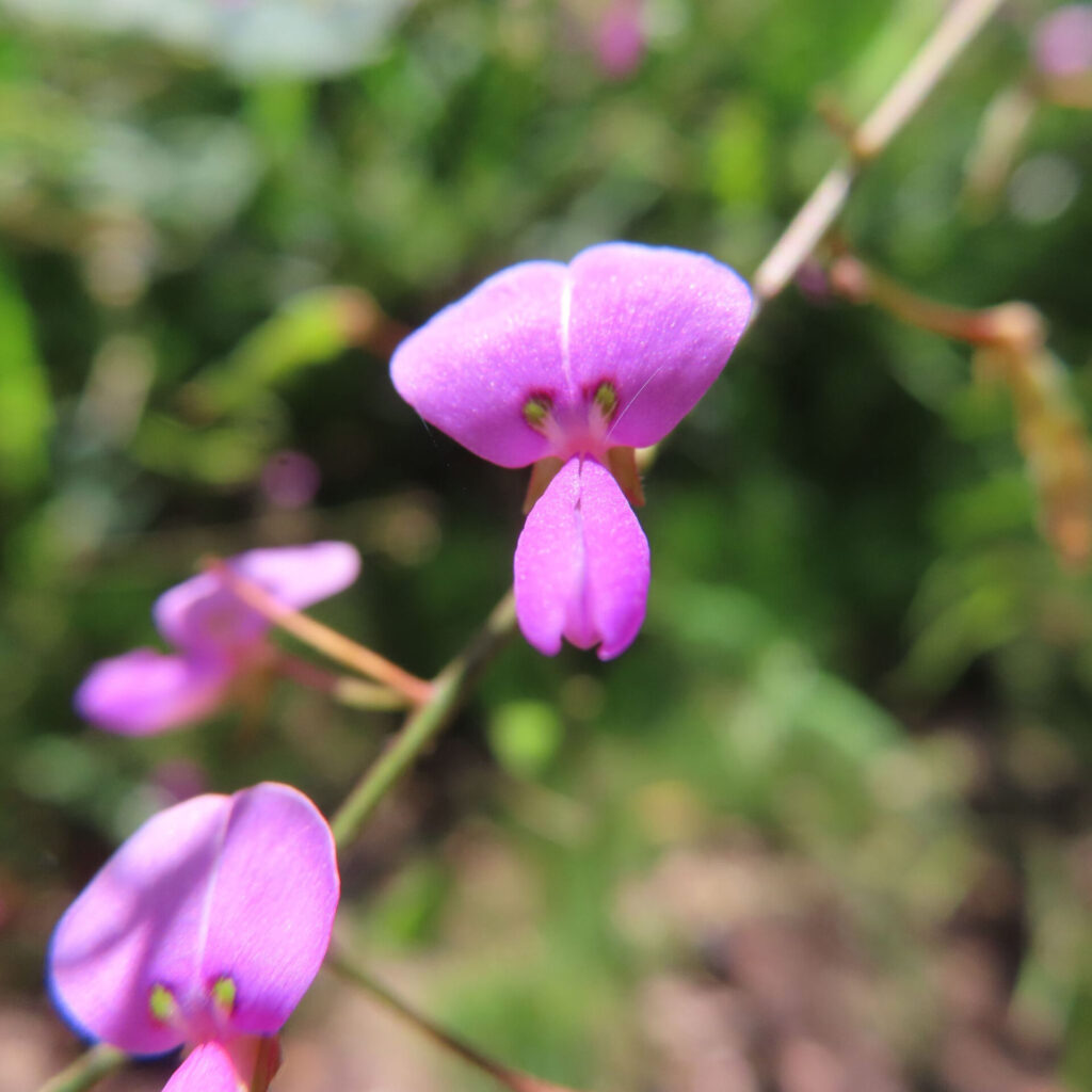 二つの淡い模様と下へ伸びる花びらが見えるアレチヌスビトハギ