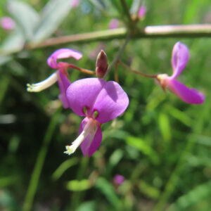 花の下から白い細い部分が突き出すアレチヌスビトハギ