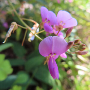 正面の赤紫の花と右側のつぼみを写したアレチヌスビトハギ