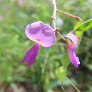 正面と横向きの花が並ぶアレチヌスビトハギと毛のある赤い茎