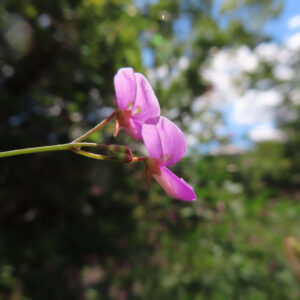 空を背景に花の横顔と後ろ姿を写したアレチヌスビトハギ