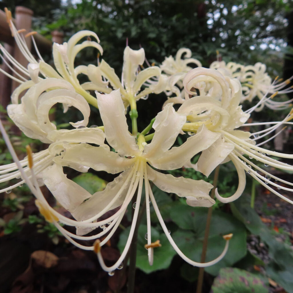 正面から近づいたヒガンバナ属の淡色の花と手前へ伸びるしべ