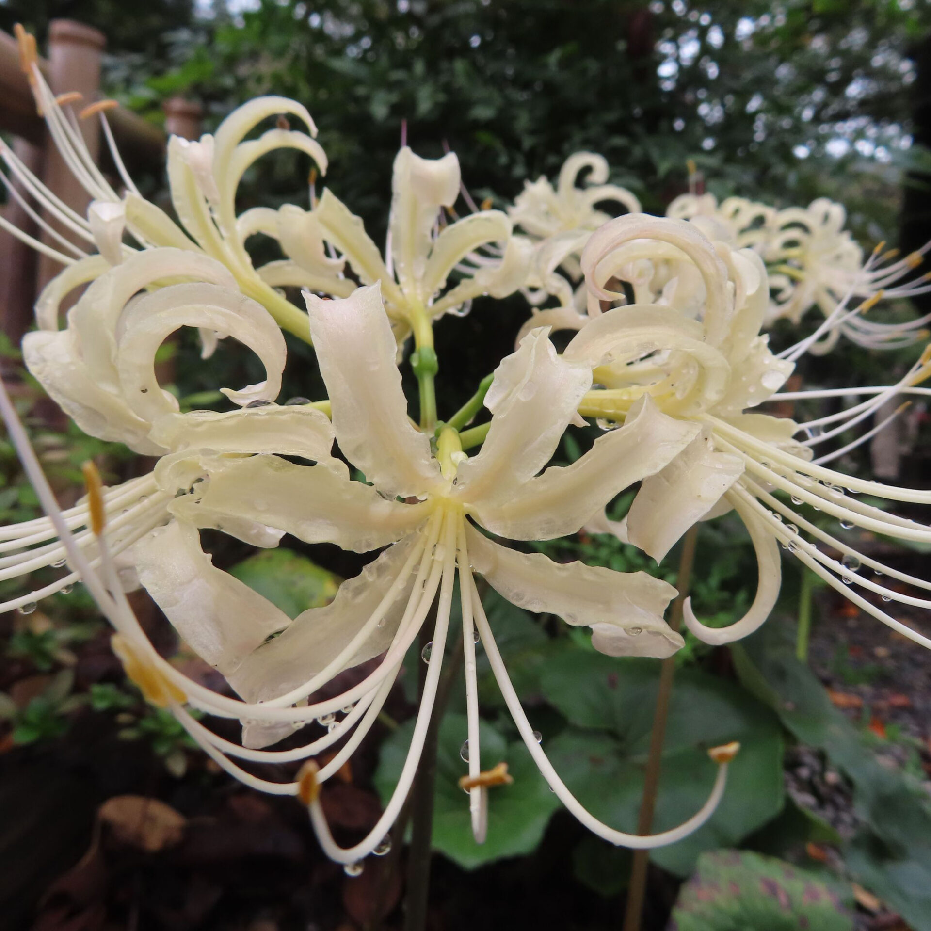 正面から近づいたヒガンバナ属の淡色の花と手前へ伸びるしべ