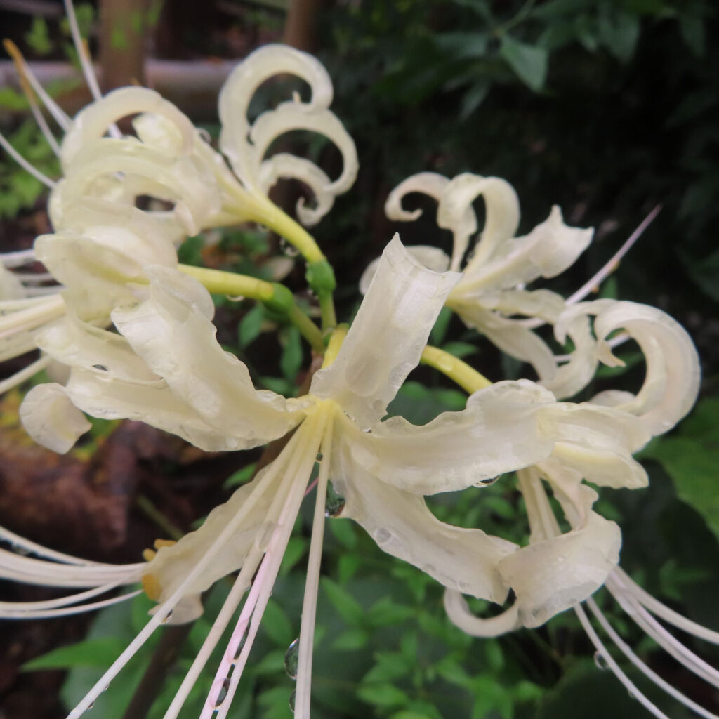水滴のついたヒガンバナ属の淡色の花被片と桃色がかったしべ