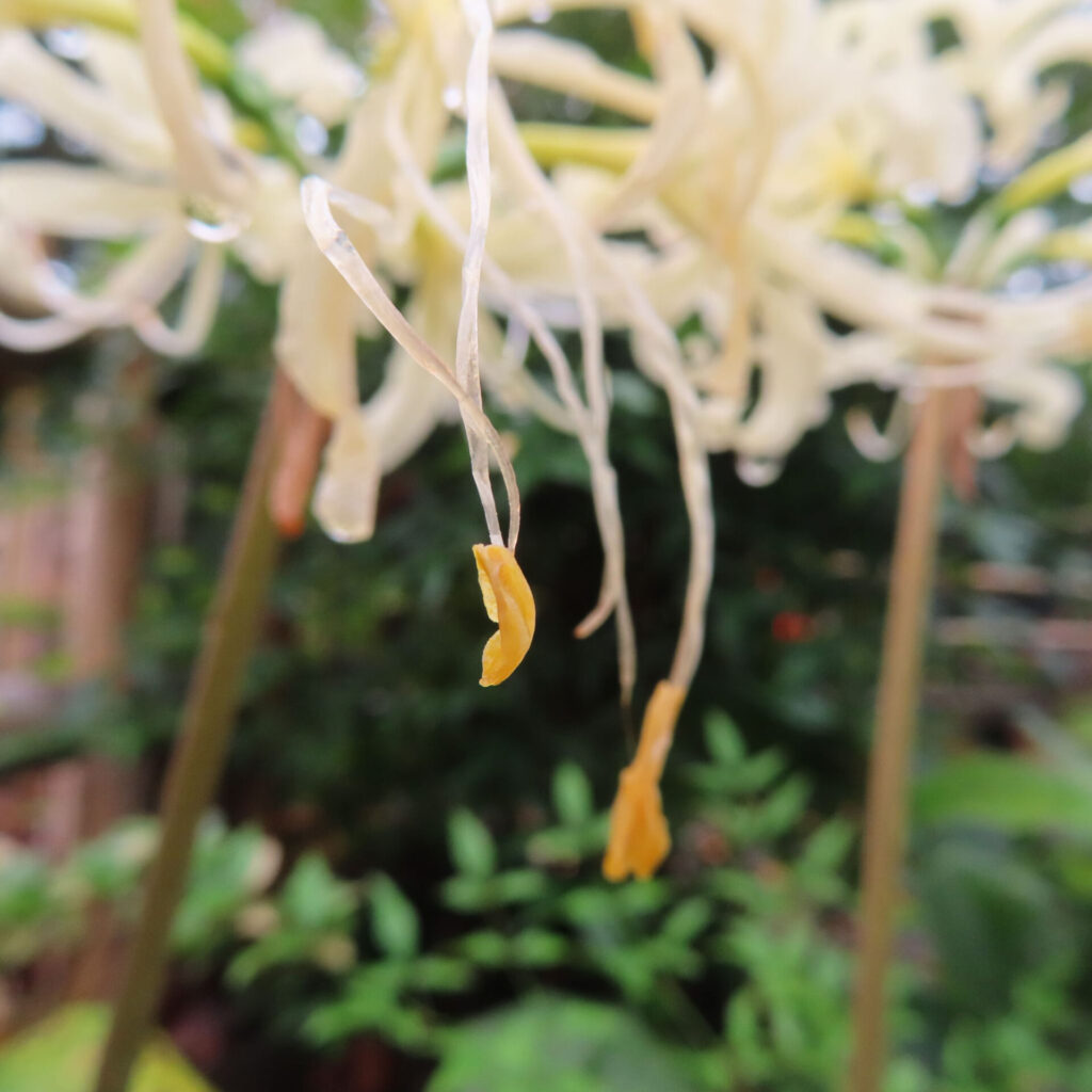 ヒガンバナ属の淡色の花で細い糸の先に下がる黄色い葯
