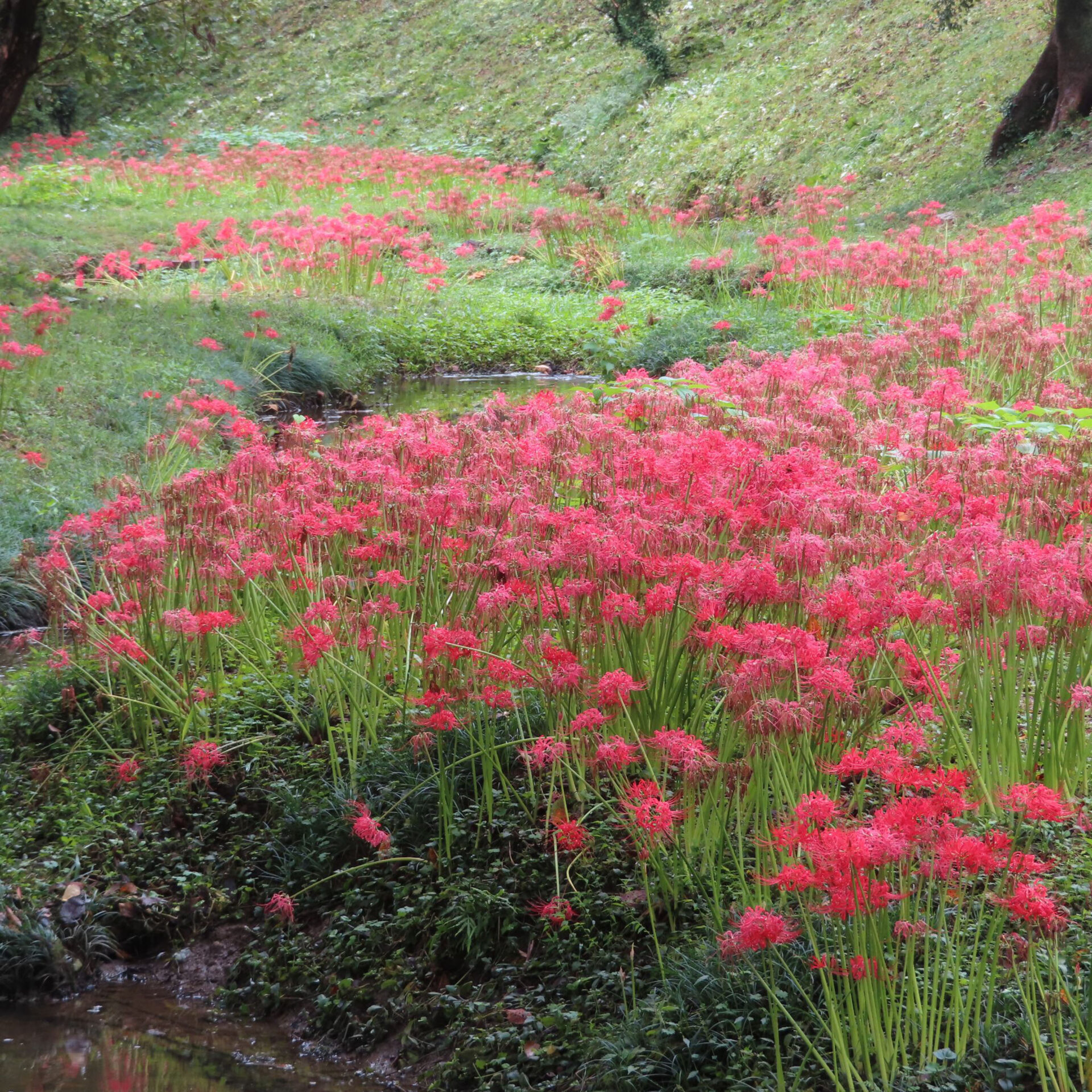 小さな流れの両側に群生する赤いヒガンバナ。緑の草の中に花が帯状に連なっている