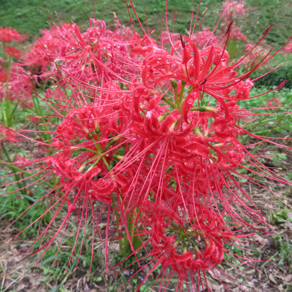 草地に重なって咲く赤いヒガンバナの花と放射状のしべ