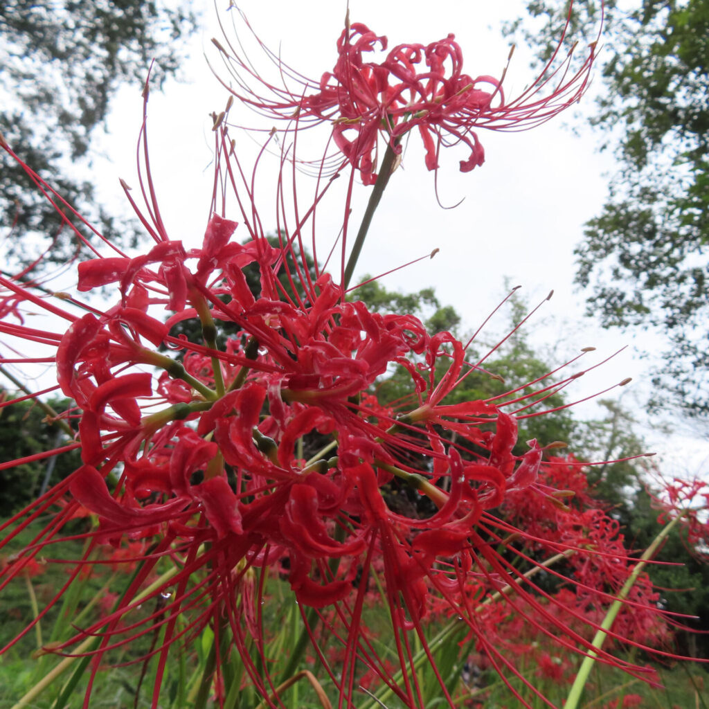 明るい空と木々を背景に重なる赤いヒガンバナの花
