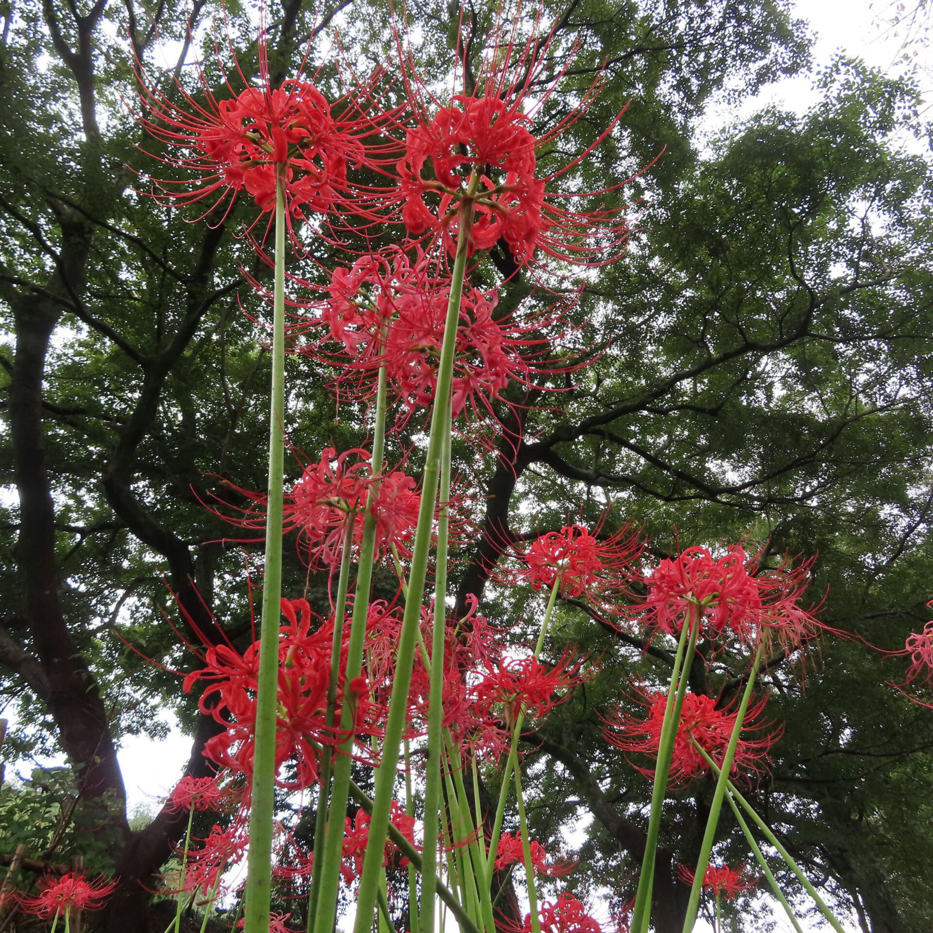 木々の下で長い緑の花茎を伸ばす赤いヒガンバナの群れ