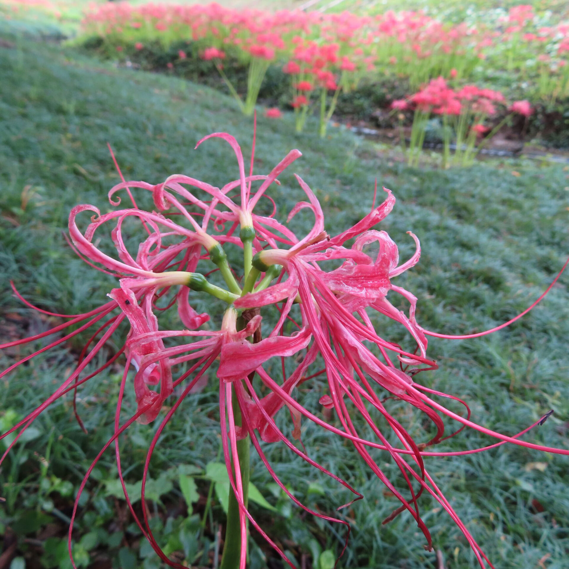 赤色が淡くなり花被片が細く縮れたヒガンバナの花