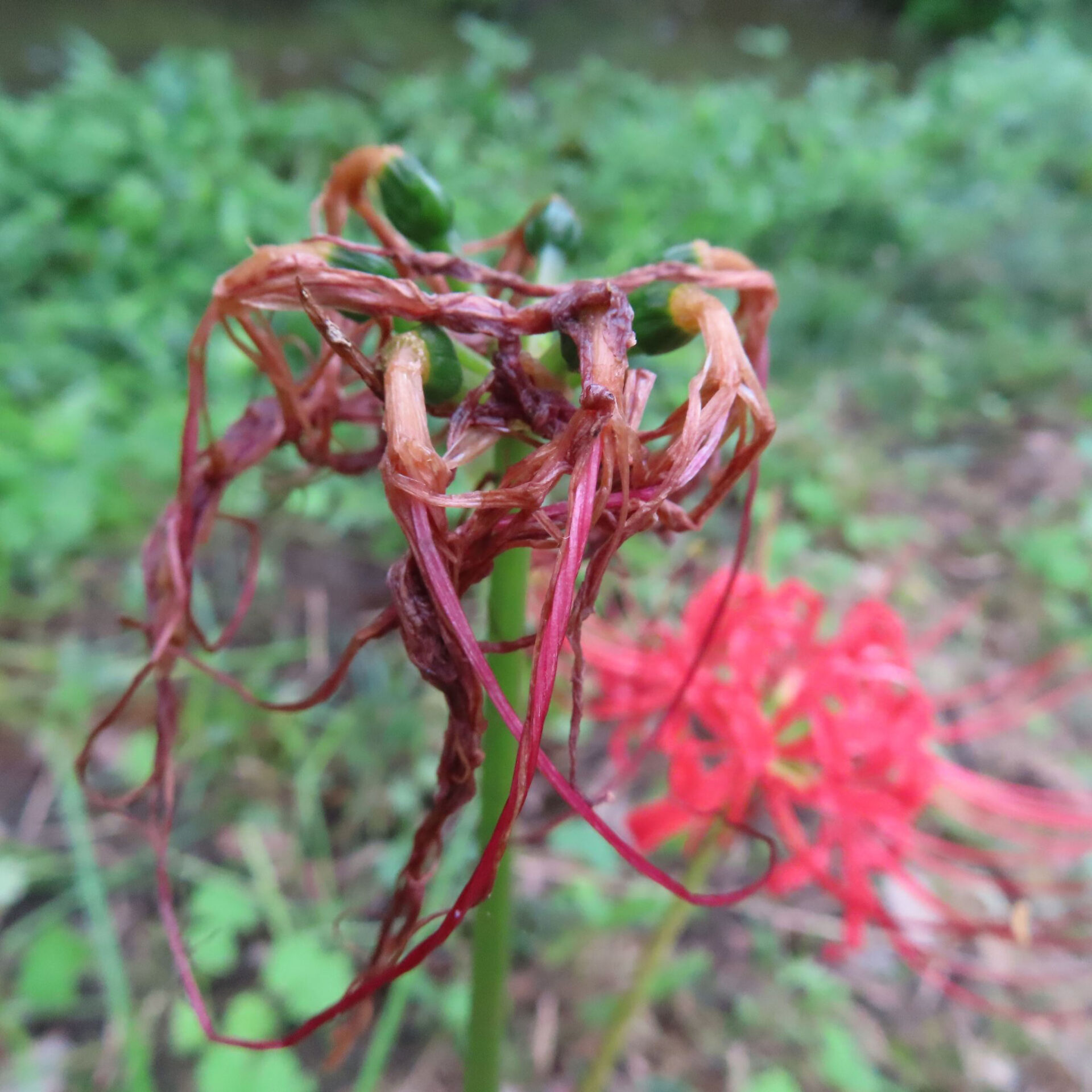 褐色になって垂れ下がるヒガンバナの花被片と緑の付け根