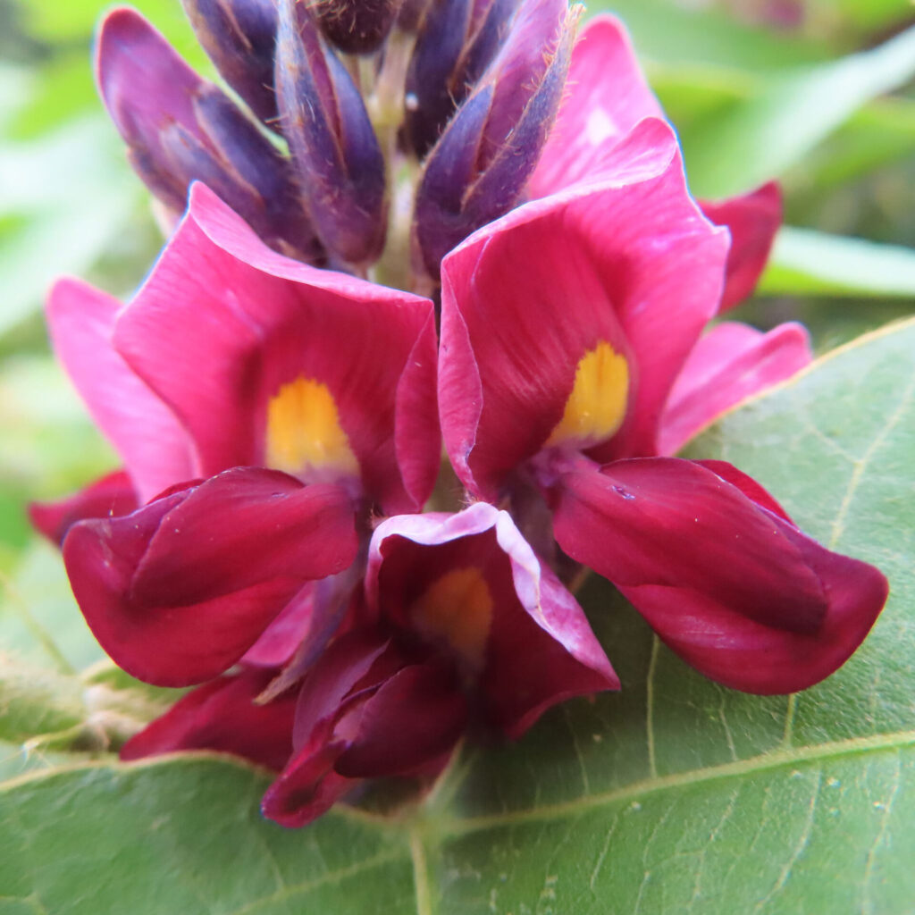クズの赤紫の花にある二つの黄色い斑と上部のつぼみ