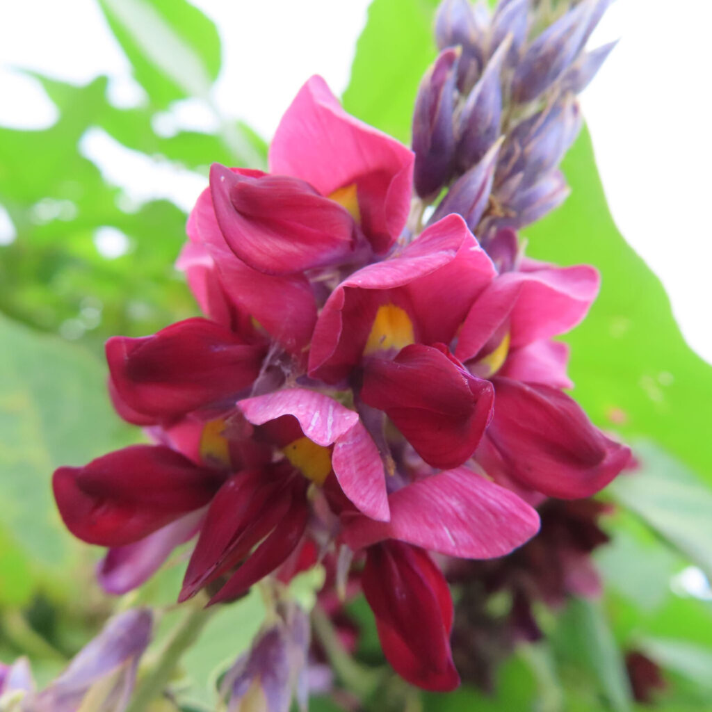 クズの花序に重なって咲く赤紫の花と先端の紫色のつぼみ