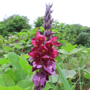 下部に花が開き上部につぼみが密集するクズの細長い花序